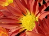 fall-mum