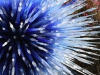img_7819_1-giant-blue-dandelion