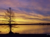 Purple Sky 